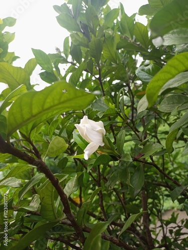 Jempiring flowers have a characteristic white flower crown neatly arranged between dark green leaves. The white color symbolizes purity and clarity of mind. Apart from that, jemiring flowers present b photo