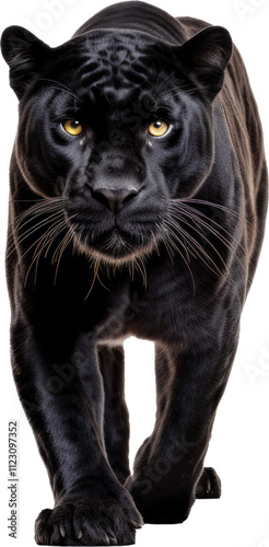 Black panther transparent PNG, isolated, cut-out
