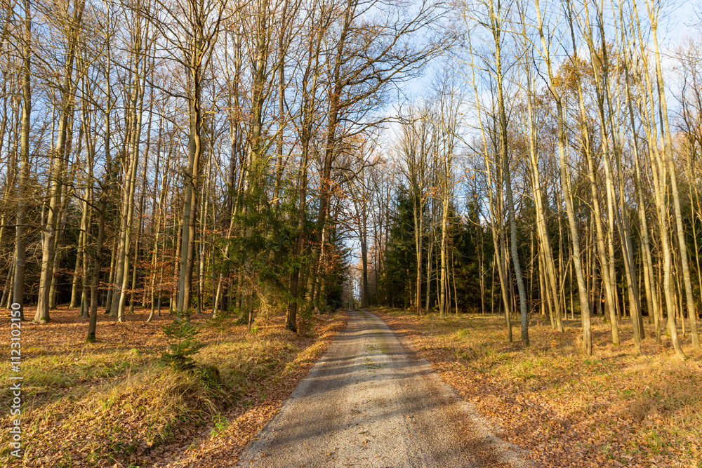 A forest road on a bright autumn evening.