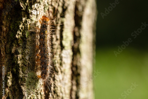 Hairy Caterpillar on Tree Trunk photo