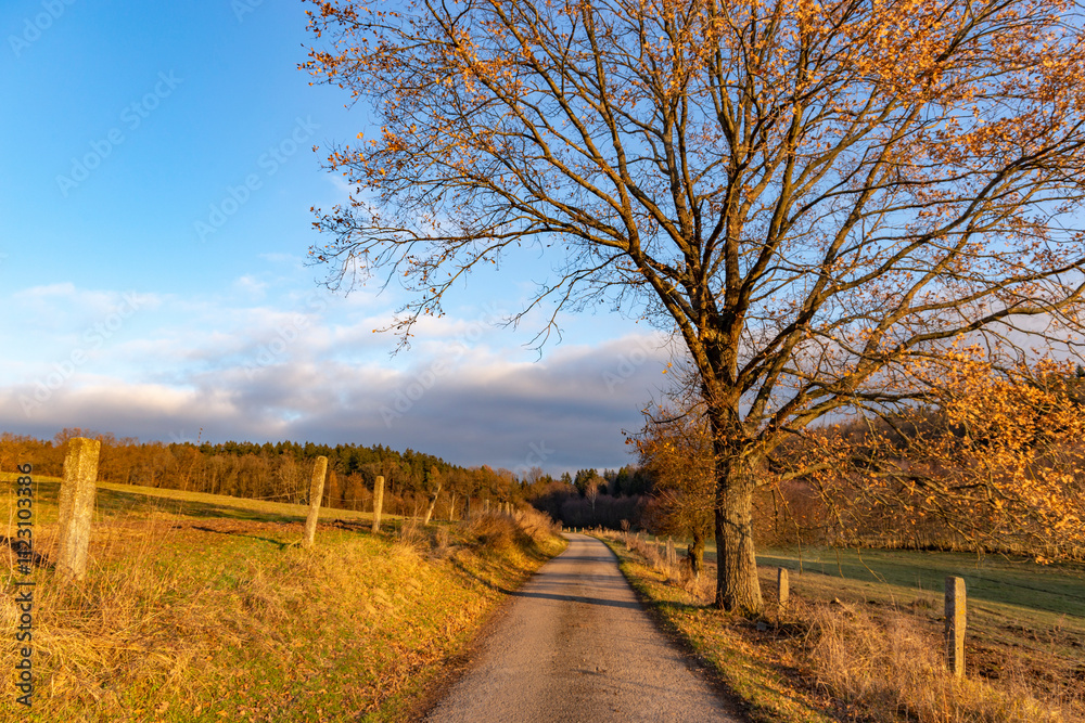 A country road on a bright autumn evening.