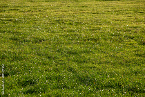 Lush Green Grass Field - Design Background Template photo