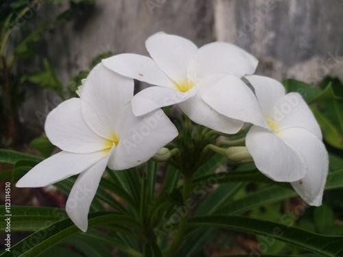 Plumeria pudica or frangipani bride white blooming flowers or kamboja pengantin photo