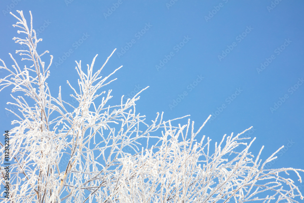 Frost on Branches on a Blue Background Frost on Branches on a Blue Background