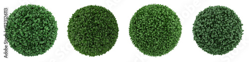 Ornamental sculpted boxwood sphere bush element in a minimalist and tranquil garden landscape  Perfectly trimmed and manicured