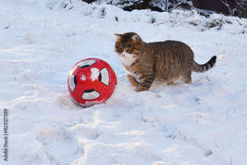 cat playing in snow
