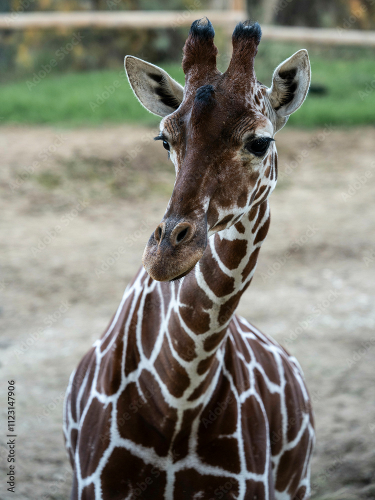 Obraz premium jirafa cara