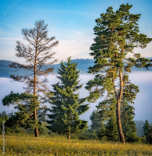 Characterful pine trees with foggy background and mountains photo