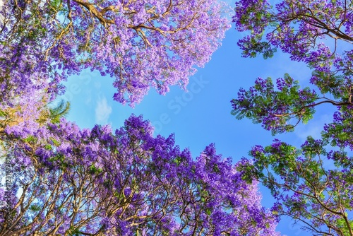 Photography blue jacaranda tree in sydney