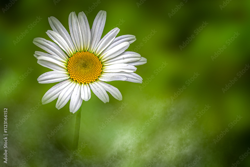 Obraz premium White Daisy Flower with Green Background