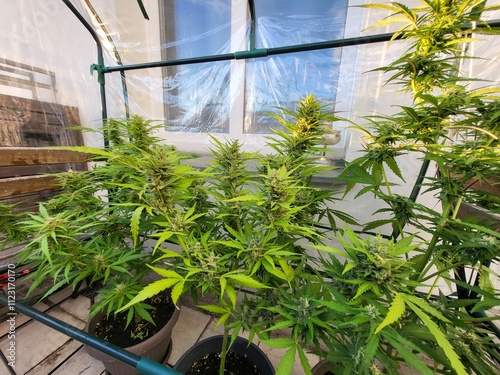 Cannabis, Balkon, Anbau, legalisierung, Pflanzen, Marihuana, Eigenanbau