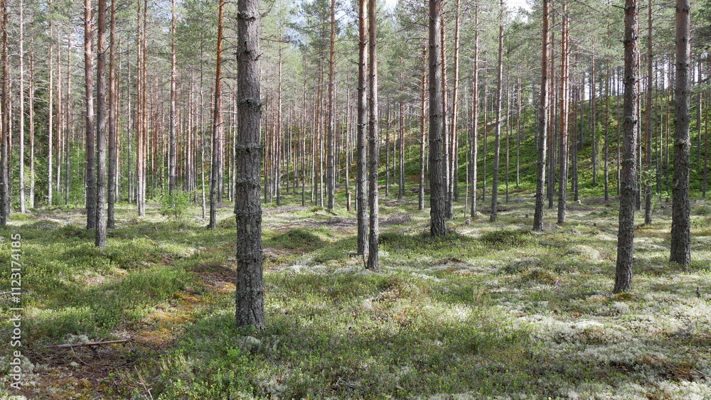 Fototapeta premium Schwedenwald