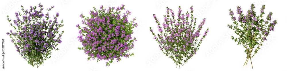 Fototapeta premium creeping thyme bush with delicate tiny purple flowers blooming in a lush scenic garden setting The vibrant foliage and blossoms create a serene peaceful and tranquil atmosphere
