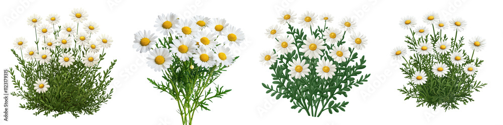 Fototapeta premium Beautifully Vibrant Lush White Daisy Bushes Blooming in a Peaceful Idyllic Meadow Landscape with Verdant Foliage and Serene Atmosphere