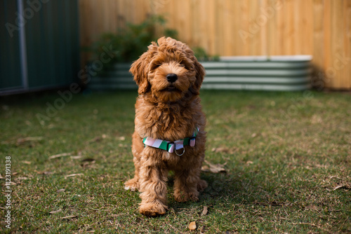 labradoodle pup walking towards the camera photo