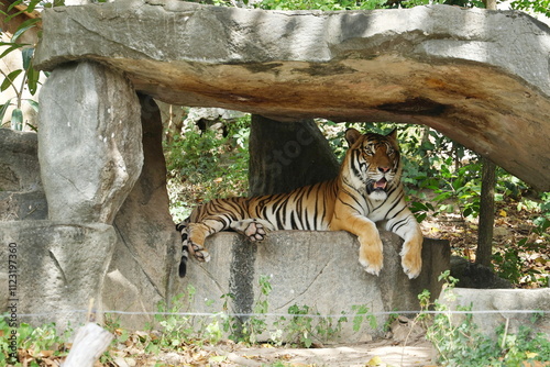 Indochinese tiger or Corbett's tiger rests on rock during hot day. Panthera tigris corbetti sticks out its tongue response to an odor stimulus called 