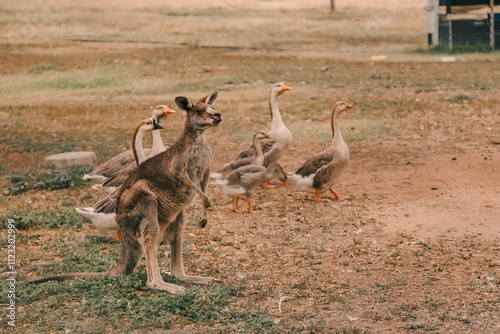 Australian country scene including kangaroo standing with a gaggle of geese photo