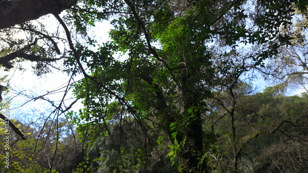 Fototapeta premium Mystical forest at Rio de Mouros pathway in Condeixa, Coimbra Portugal