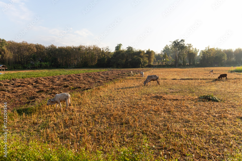 Fototapeta premium A serene rural landscape showcasing grazing animals in a golden field under the warm sunlight.