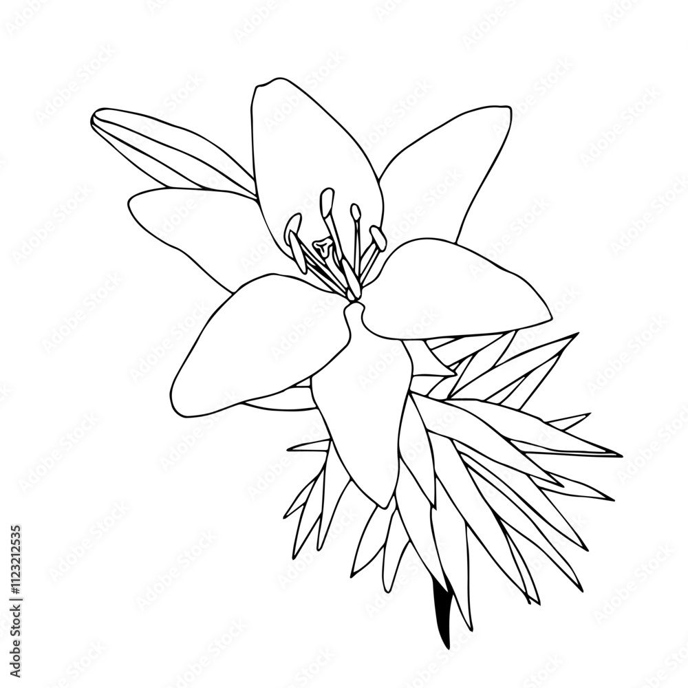 Obraz premium Lily flower in doodle style. Vector illustration isolated on white background.