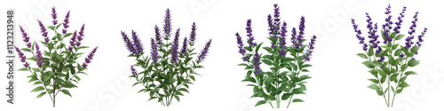 Lush Salvia Herb Bush with Vibrant Purple Flowers Blooming and Attracting Pollinators in Peaceful Garden Landscape  Salvia is a Fragrant Medicinal and Pollinator Friendly Herb photo