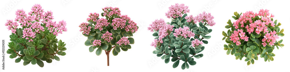 Fototapeta premium view of a lush sedum bush with clusters of delicate pink flowers in a natural garden like setting The succulents have a vibrant healthy appearance showcasing the beauty of this ornamental plant