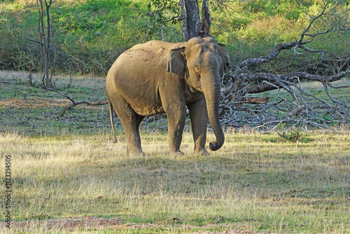 Photography picture of Elephant clicked from nagerhole tiger reserve