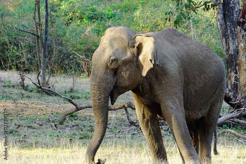 Photography picture of Elephant clicked from nagerhole tiger reserve