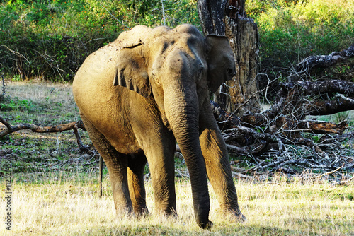 Canvas Print picture of Elephant clicked from nagerhole tiger reserve