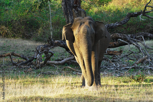 Canvas Print picture of Elephant clicked from nagerhole tiger reserve