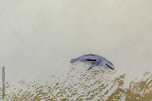 Wild seal calmly playing in water, view from above photo