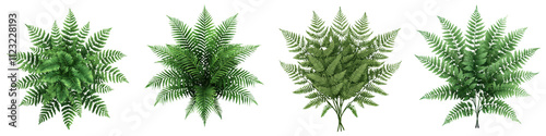 Exquisite Tropical Fern Bush with Lush Green Foliage in Art  This image showcases a beautiful lush and dense fern plant with intricate leaf patterns and vibrant green hues photo