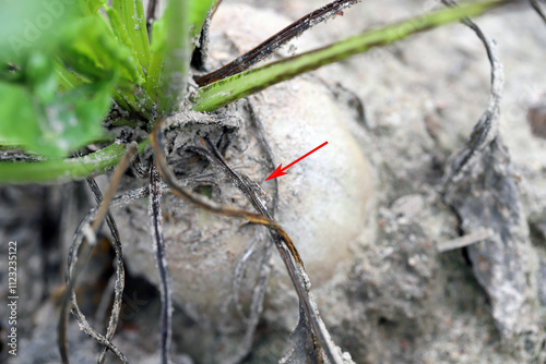 Beet moth, Scrobipalpa ocellatella, is a species of family Gelechiidae, important pest of sugar beet and other crops. The arrow points to a moth. photo