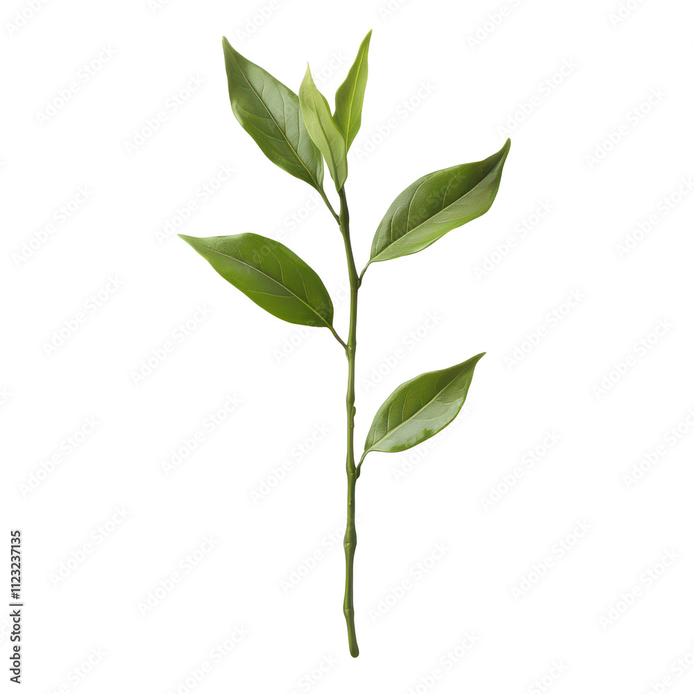 Fototapeta premium Lush Green Plant Sprig Leaves Nature Botany Spring Growth Ecology on transparent background