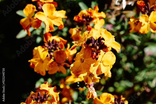 Erysimum cheiri 'Harpur Crewe' photo