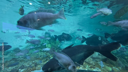 peixe aquario