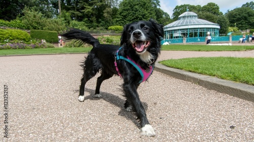 Happy Dog in the Park: A Summer Day Adventure