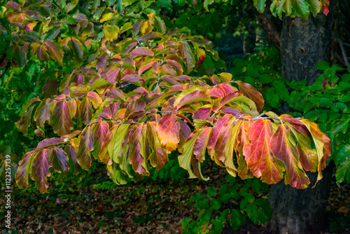 Parrotia persica - tree branch in autumn with beautiful red-yellow leaves, Ukraine photo