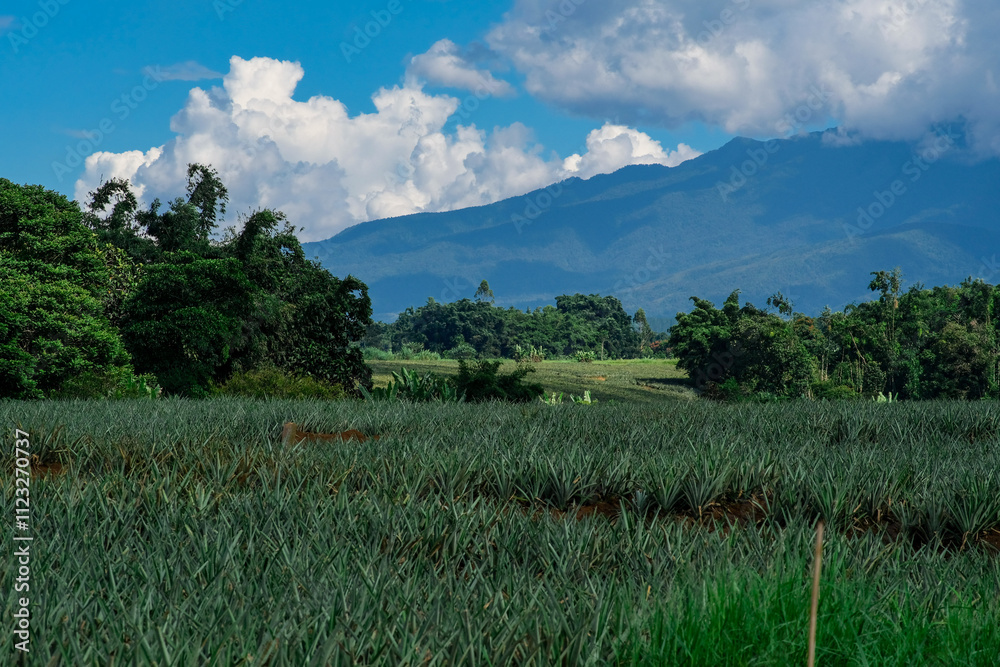 Fototapeta premium Pineapple fields in Bukidnon, Philippines.