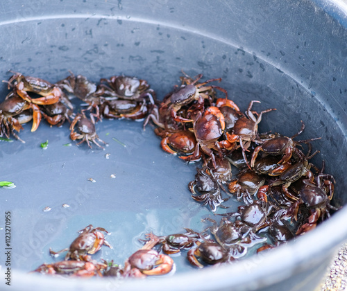 Talangka or small crabs inside a basin. photo