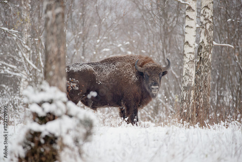Bison in the winter birch forest
