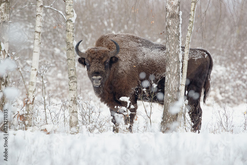 A bison standing behind a birch tree in a winter scenery