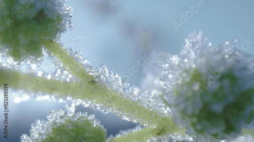 Close up Mimosa leafs with ice in the winter morning light.