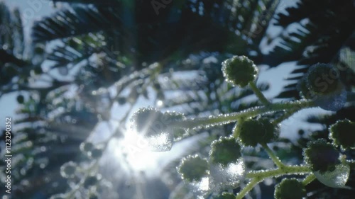 Mimosa leafs and flowers caught in ice at winter light.