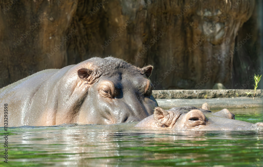 Fototapeta premium Nile Hippopotamus in a water habitat at the zoo. Populations decreasing in Native Africa. The semiaquatic Hippo can run 35 mph on land, sleep under water and aggressively defends its territory.