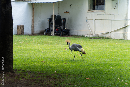 A grey crowned crane walks gracefully on a lush green lawn near a rustic building, showcasing its vibrant plumage and elegant demeanor in a peaceful outdoor setting.