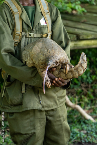 Obraz na plátne A conservationist holds a pangolin with its tongue extended, highlighting the unique features of this endangered species, set against a natural, green environment