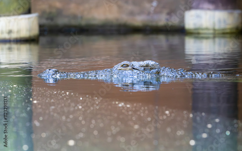 Nile Crocodile swimming in zoo habitat. Native to 26 countries on the continent of Africa this freshwater crocodilian can grow 16.5 feet and is considered the most dangerous predator for humans.  photo