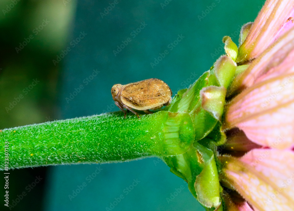 Obraz premium Agalmatium flavescens - close-up of a small plant sap-sucking leafhopper insect on a flower stem, Ukraine