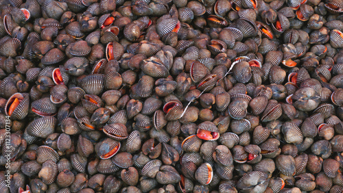 A pile of shells in different shapes, sizes and colors. The shells probably come from various species of molluscs and crustaceans